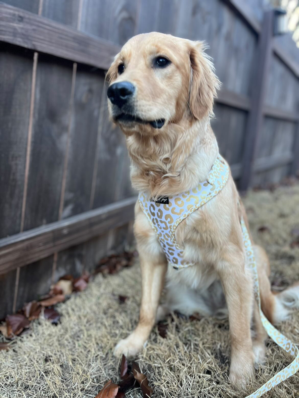 "YOU'RE SO GOLDEN" ADJUSTABLE HARNESS