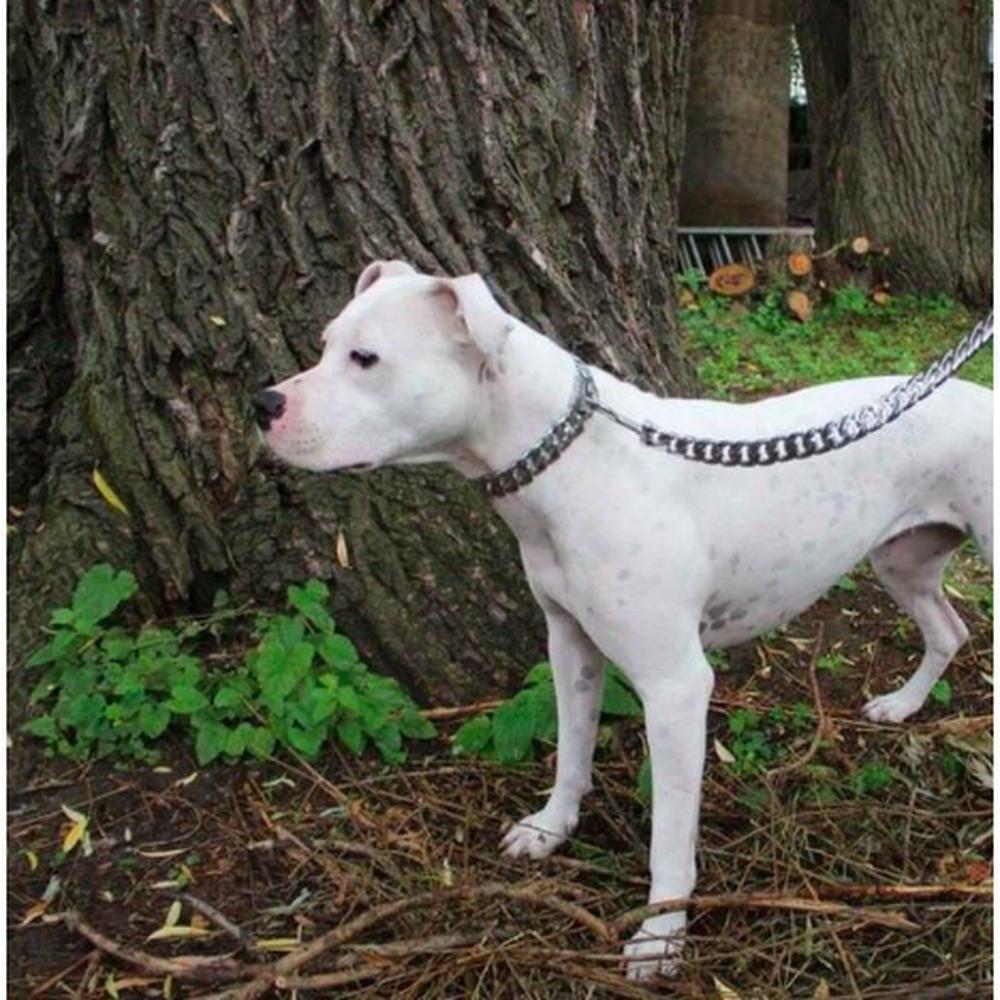 CAESAR CUBAN LINK | LEASH