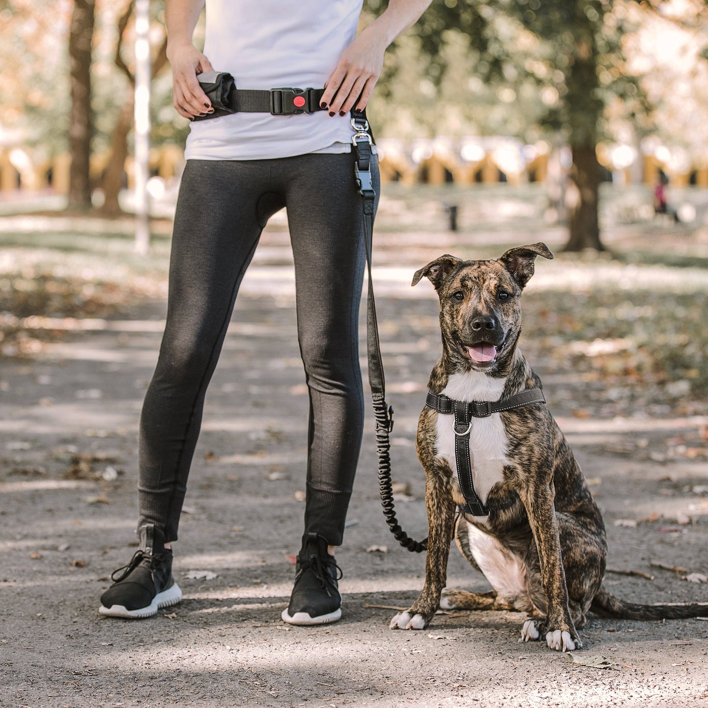 WAIST BELT & BUNGEE LEASH