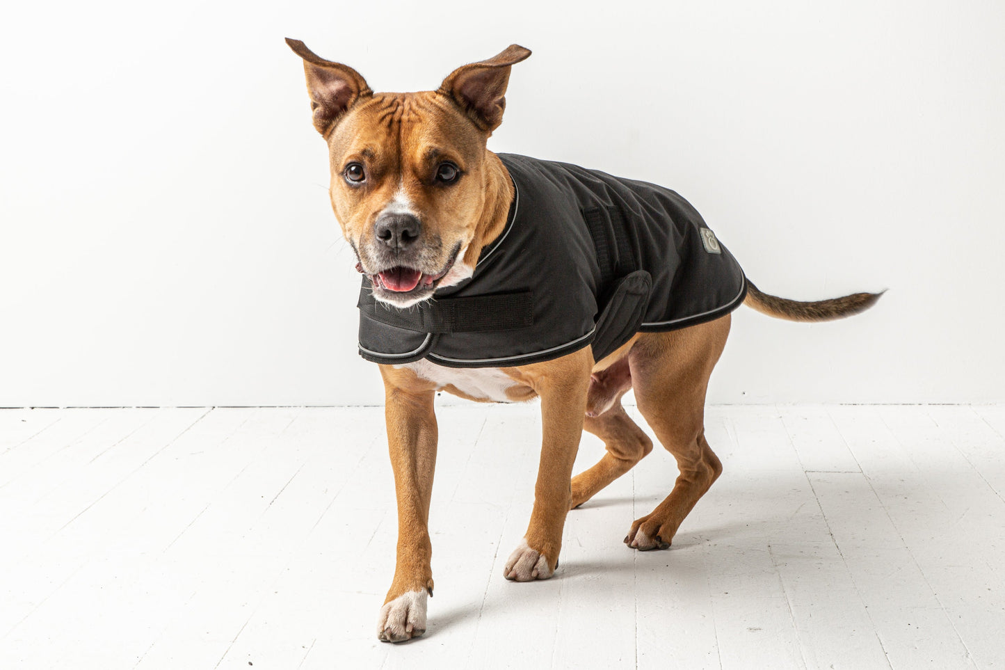 DOG BLANKET JACKET - BLACK