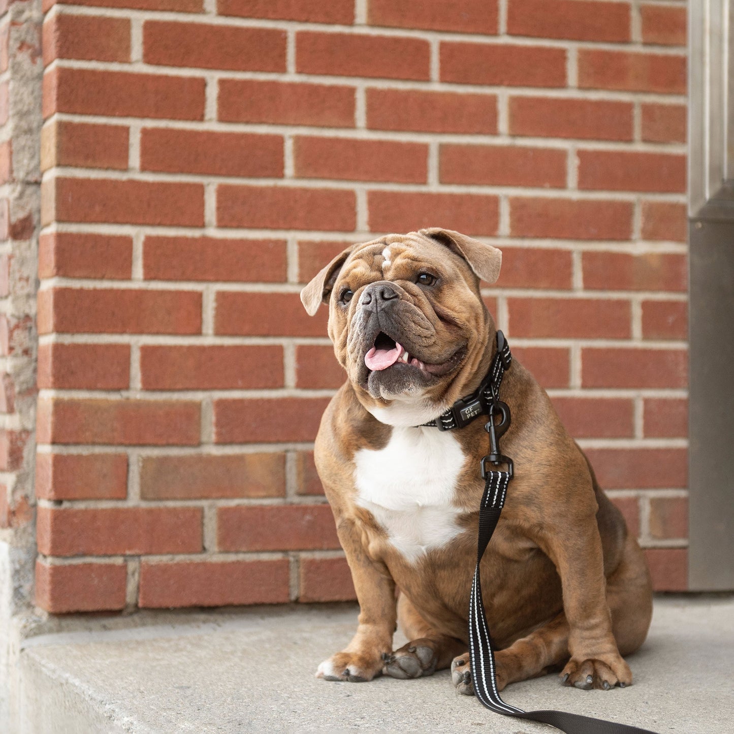REFLECTIVE DOG COLLAR - BLACK
