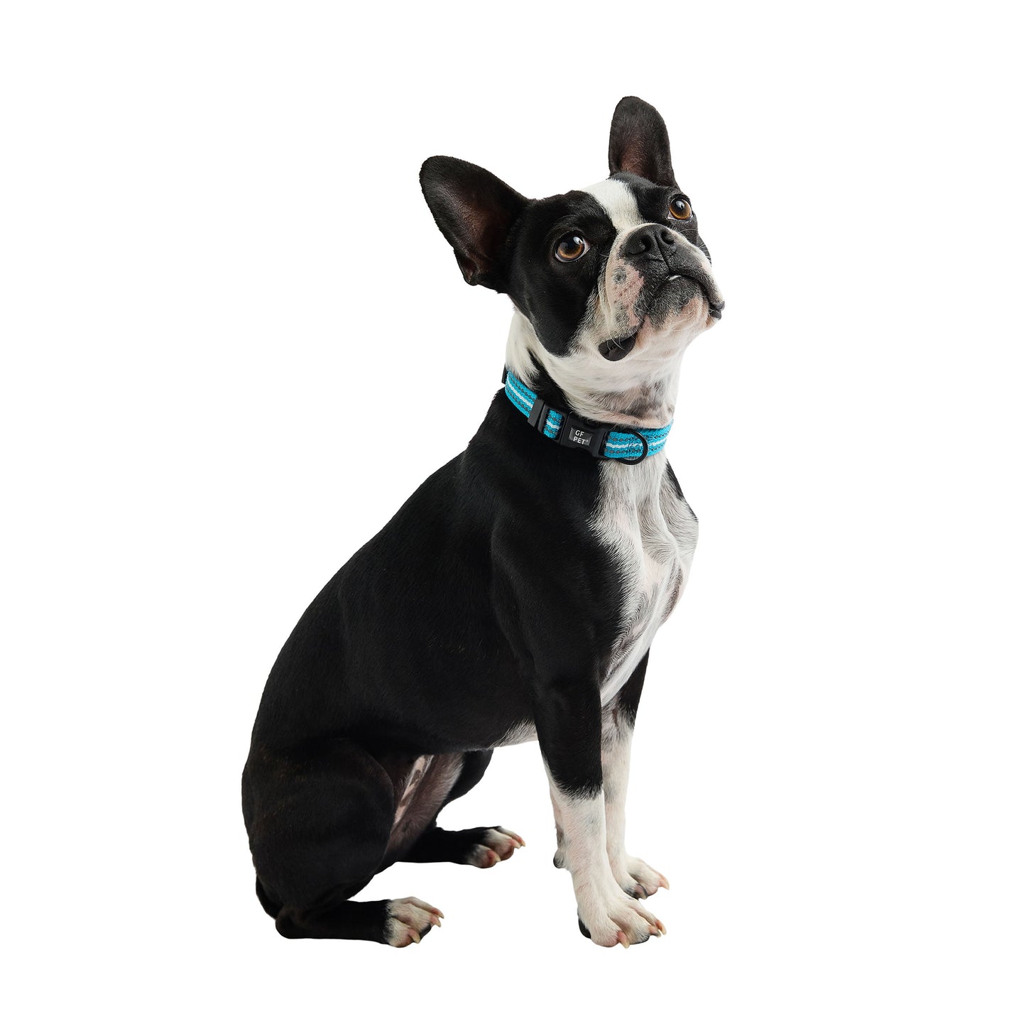 REFLECTIVE DOG COLLAR - NEON BLUE