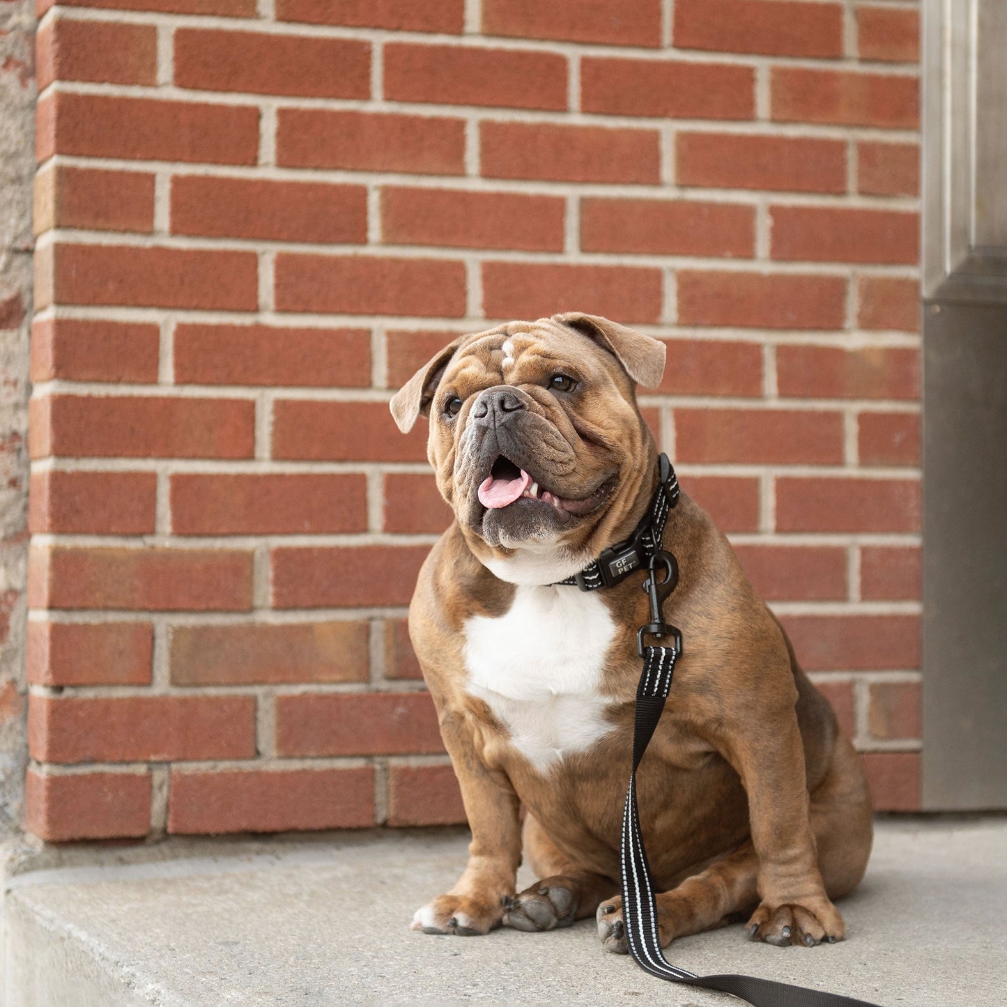 REFLECTIVE DOG LEASH - BLACK