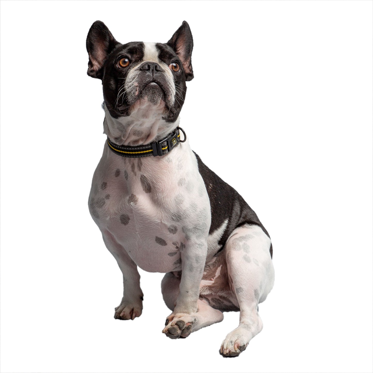 US ARMY DOG COLLAR - DARK CAMO
