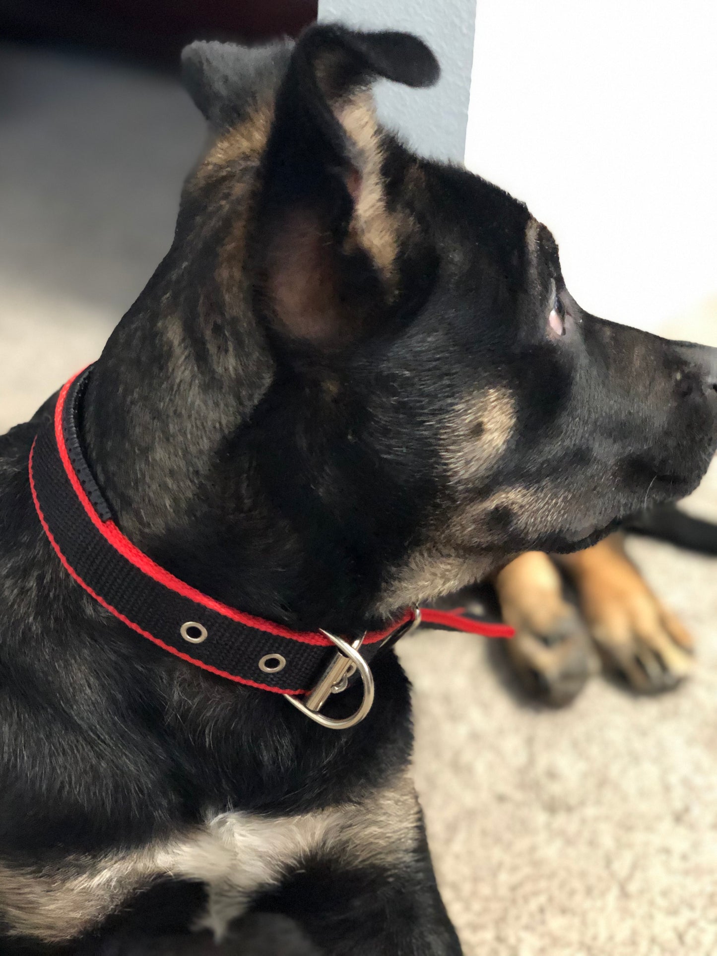 DURABLE DOG COLLAR