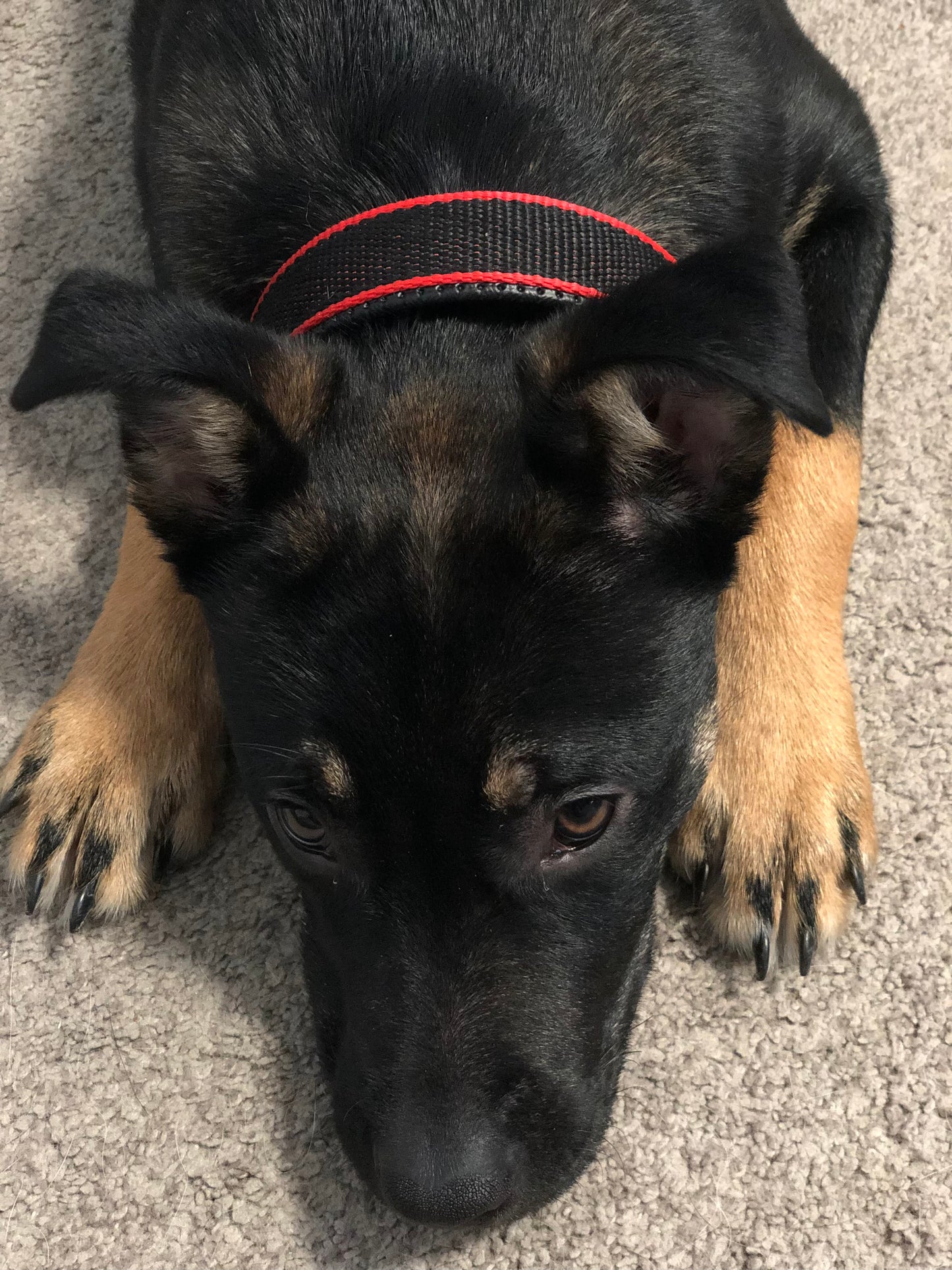 DURABLE DOG COLLAR