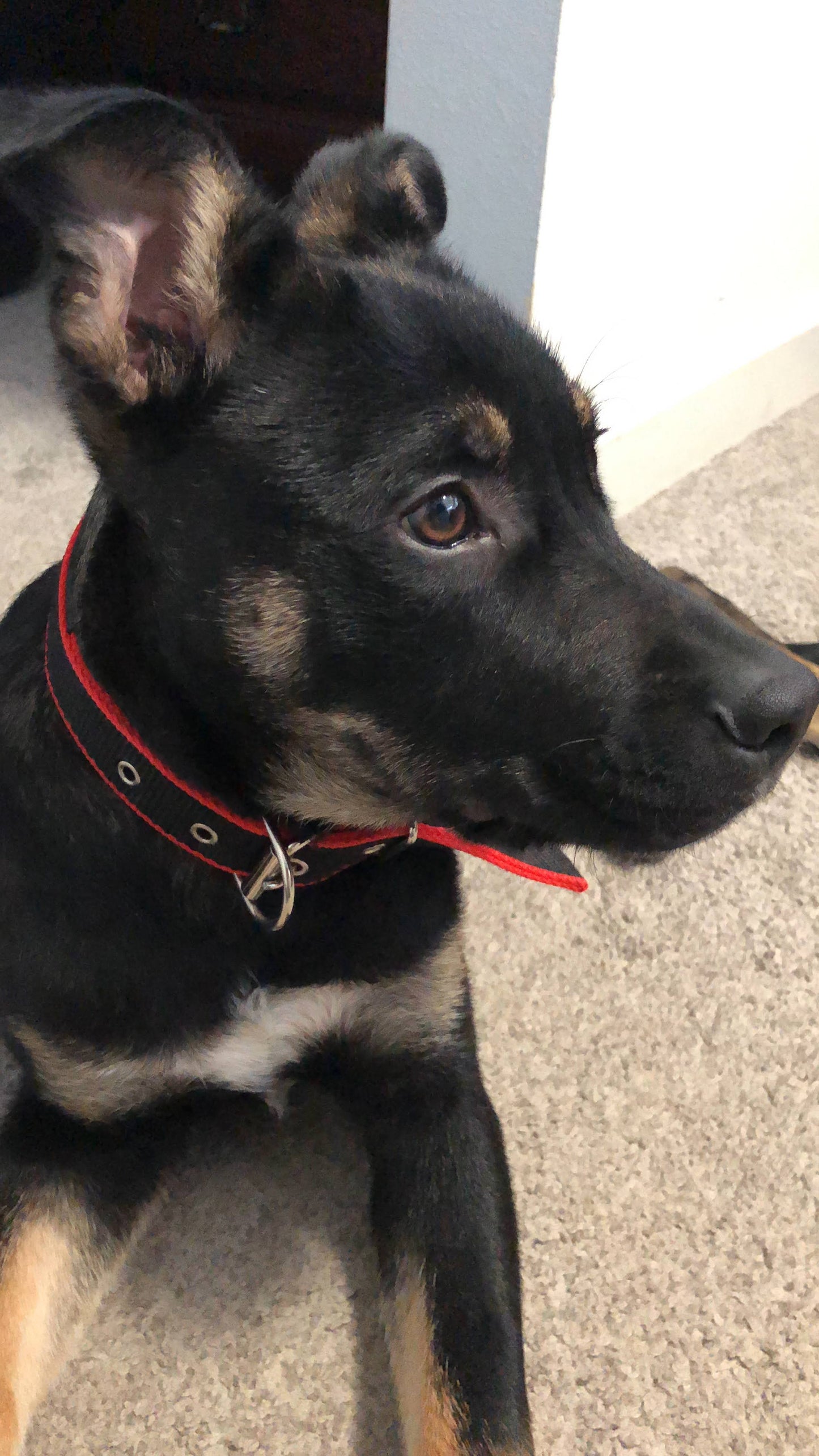 DURABLE DOG COLLAR