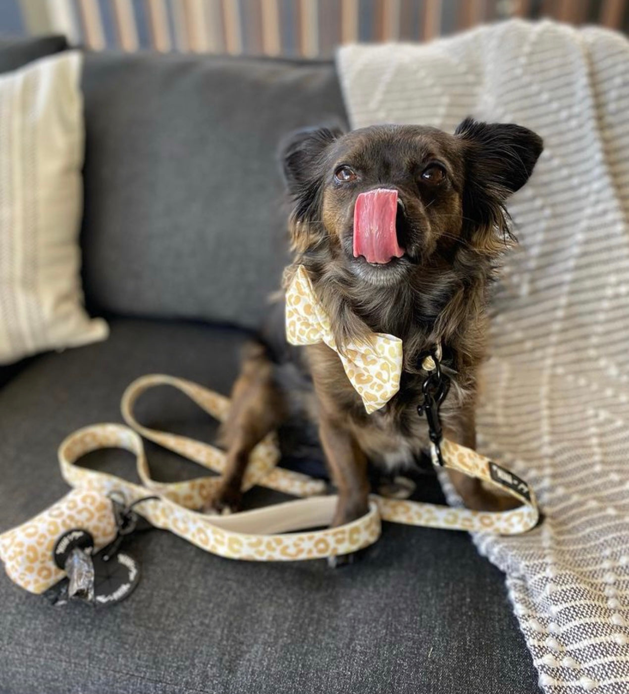 "YOU'RE SO GOLDEN" COMFORT LEASH