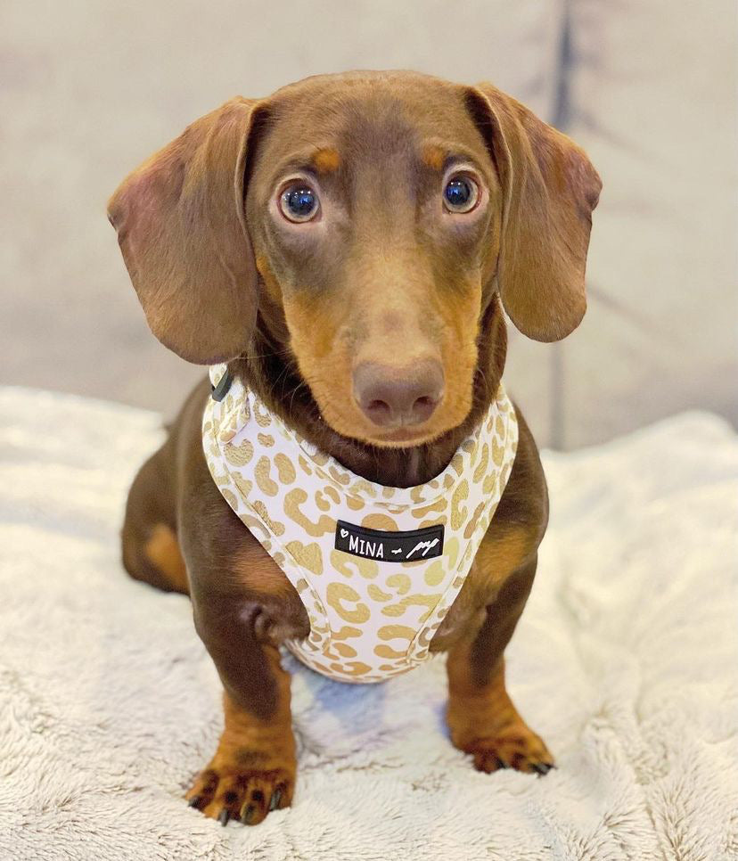 "YOU'RE SO GOLDEN" ADJUSTABLE HARNESS