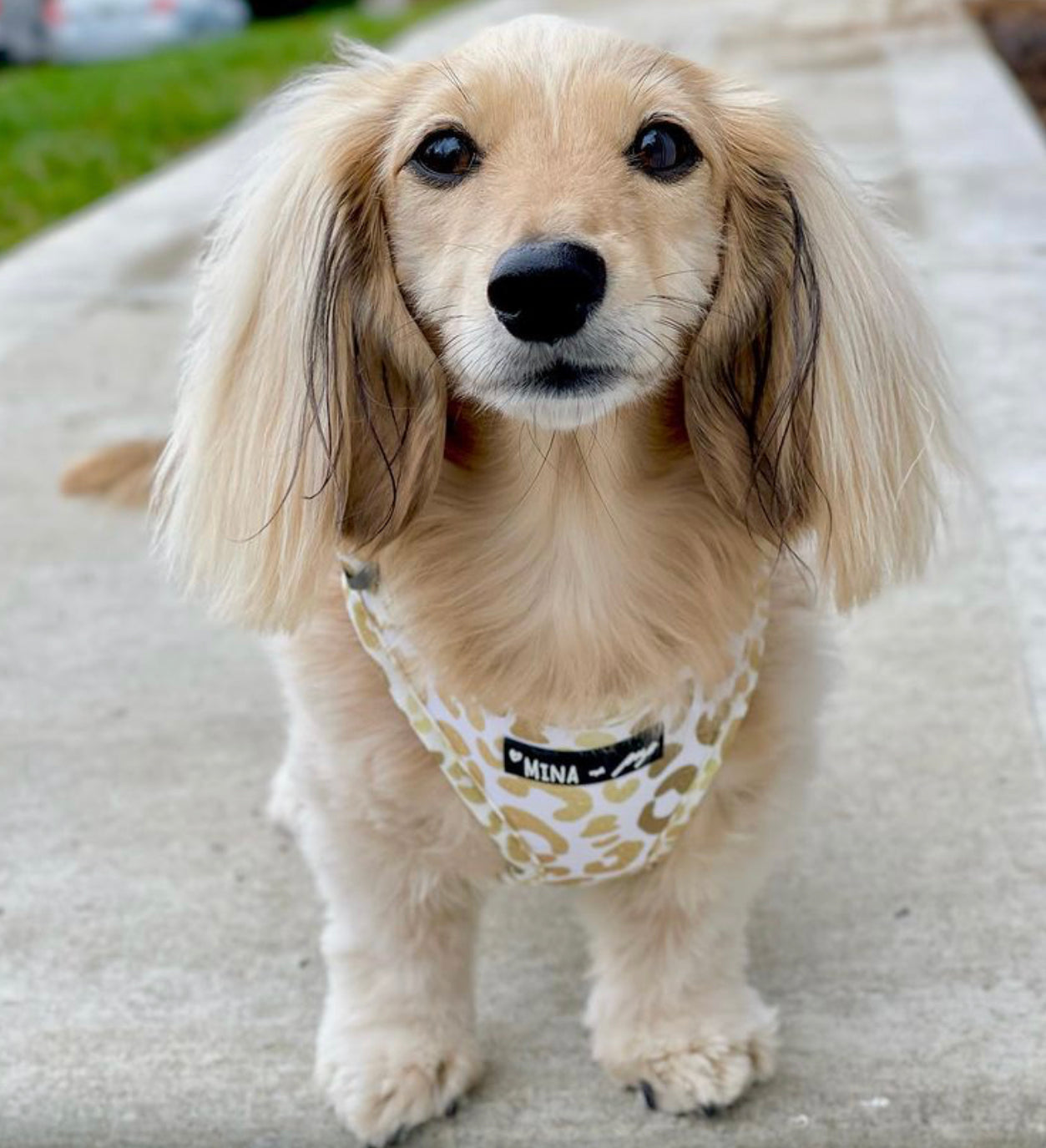 "YOU'RE SO GOLDEN" ADJUSTABLE HARNESS