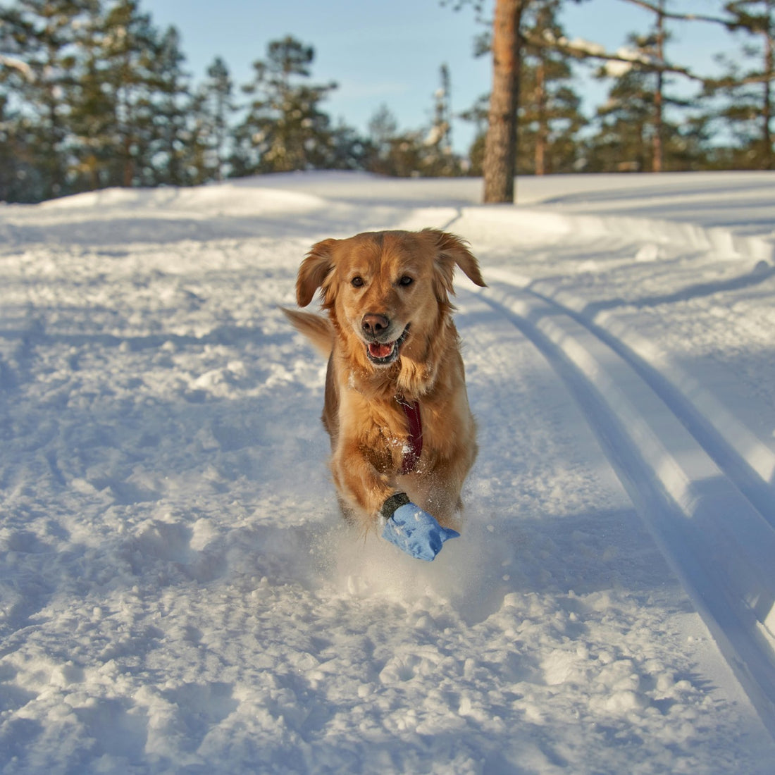 The Ultimate Guide to Winter Dog Care