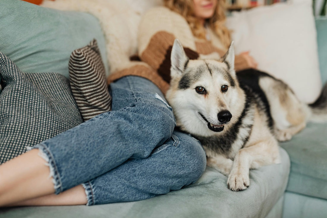 Discover the Ultimate Companionship: Why Dogs are the Greatest Friends